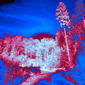 a blue and red image of a forest