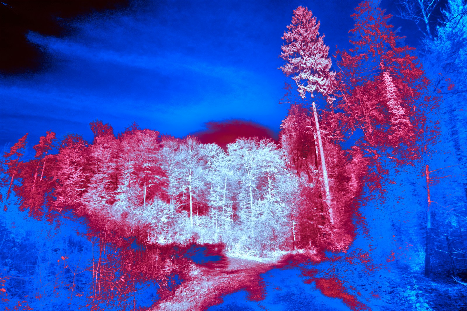 a blue and red image of a forest